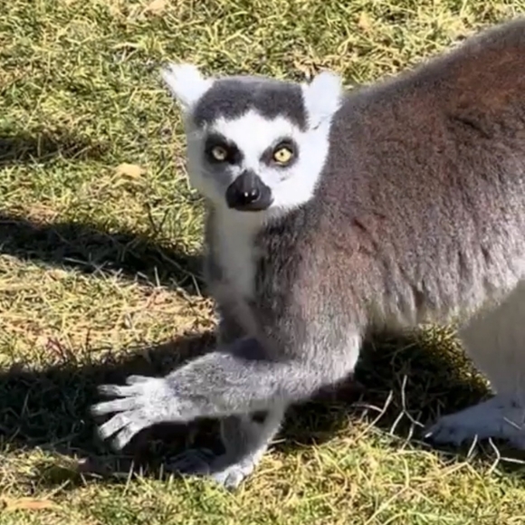 ๐ Black & Gray Large Under Armour Coldgear Zippered Windbreaker Running Jacket - Picture 9 of 16